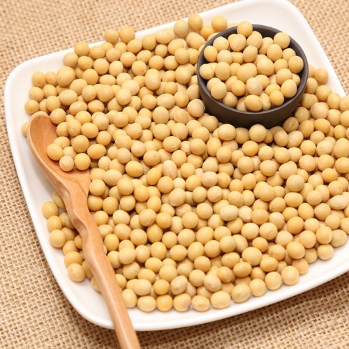 Soya Fasulyesi